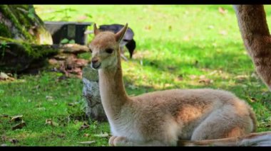 Bebek Vicuna, Vicugna Vicugna, And Dağları 'nın yüksek dağlık bölgelerinde yaşayan lama' nın akrabaları.