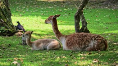 Bebek Vicuna, Vicugna Vicugna, And Dağları 'nın yüksek dağlık bölgelerinde yaşayan lama' nın akrabaları.
