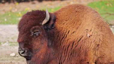 Bizon ya da bizon, bir zamanlar Kuzey Amerika 'da geniş sürüler halinde yaşayan bir bizon türüdür.. 
