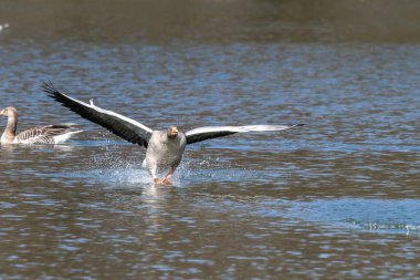 The greylag goose spreading its wings on water. Anser anser is a species of large goose in the waterfowl family Anatidae and the type species of the genus Anser. clipart