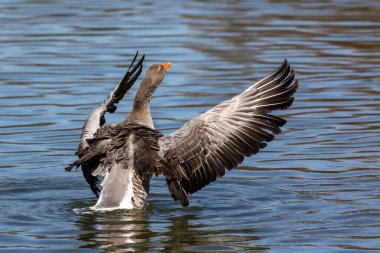Grilag kaz kanatlarını suya açıyor. Anser anser, Anatidae familyasından Anatidae familyasından bir kuş türü..