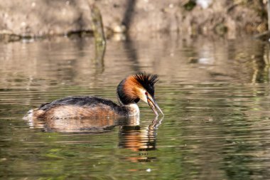 Great Crested Grebe, Podiceps kristali bir balık yakaladı. Güzel turuncu renkli bir kuş, kırmızı gözlü bir su kuşu. Eski Dünya 'da bulunan en büyük aile üyesidir..