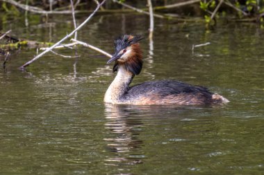 Great Crested Grebe, Podiceps kristali turuncu güzel renklerle, kırmızı gözlü bir su kuşu. Eski Dünya 'da bulunan en büyük aile üyesidir..
