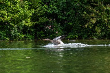 Anser anser, Anatidae familyasından Anatidae familyasından bir kaz türü..