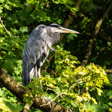 Gri balıkçıl, Ardea cinerea, büyük gri bir kuş ağaçta bir dalda oturuyor ve etrafa bakıyor, tüylü tüyler, büyük gagalı, başının arkasında uzun tüyler, vahşi doğadan bir sahne.