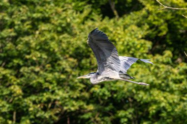 Gri Heron veya Ardea Cinerea. Gri balıkçıl uçuyor. Bu balıkçılgiller (Ardeidae) familyasından uzun bacaklı yırtıcı bir kuş.