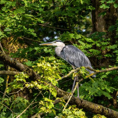 Gri balıkçıl, Ardea cinerea, büyük gri bir kuş ağaçta bir dalda oturuyor ve etrafa bakıyor, tüylü tüyler, büyük gagalı, başının arkasında uzun tüyler, vahşi doğadan bir sahne.