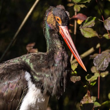 Kara leylek, Ciconia nigra leylek familyasından büyük bir kuş türü..