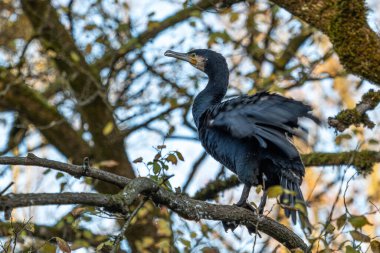 Kuzey yarımküre boyunca büyük siyah karabatak olarak bilinen büyük karabatak, Avustralya 'daki siyah karabatak ve Yeni Zelanda' nın daha güneyindeki siyah karabatak