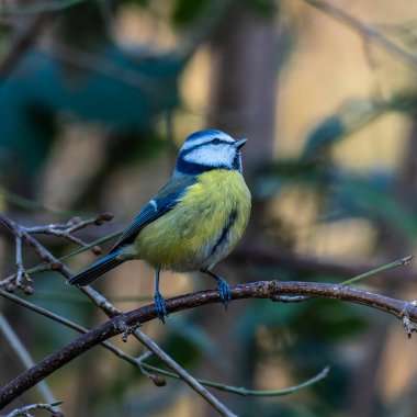 The Eurasian blue tit, Cyanistes caeruleus is a small passerine bird in the tit family, Paridae. It is easily recognisable by its blue and yellow plumage and small size.