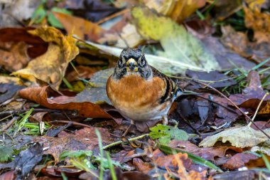 The common chaffinch or simply the chaffinch, Fringilla coelebs is a common and widespread small passerine bird in the finch family. Here sitting in the grass clipart