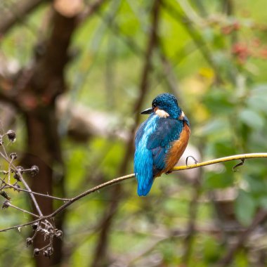 Ortak balıkçı, Alcedo bu işte. Kuş nehrin yukarısındaki güzel bir dala oturmuş balık bekliyor.