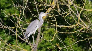Gri balıkçıl, Ardea cinerea, ağaçta oturan büyük gri bir kuş, tüylü tüyler, büyük gagalı, başının arkasında uzun tüyler, vahşi doğadan bir sahne.