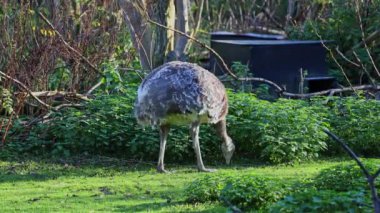 Darwin 'in Rhea' sı, Rhea pennata, daha az Rhea olarak da bilinir..