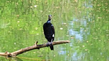 Kuzey yarımküre boyunca büyük siyah karabatak olarak bilinen büyük karabatak, Avustralya 'daki siyah karabatak ve Yeni Zelanda' nın daha güneyindeki siyah karabatak