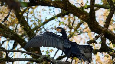 Kuzey yarımküre boyunca büyük siyah karabatak olarak bilinen büyük karabatak, Avustralya 'daki siyah karabatak ve Yeni Zelanda' nın daha güneyindeki siyah karabatak