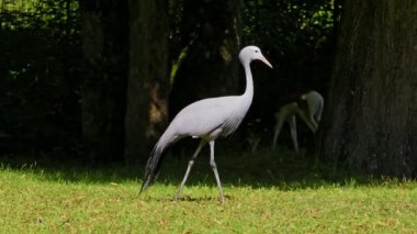 Grus paradisea, Güney Afrika 'ya özgü nesli tükenmekte olan bir kuş türü. Güney Afrika 'nın ulusal kuşudur.