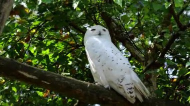 Karlı baykuş, Bubo skandiacus, Strigidae ailesinin kuşu. Sarı gözlü.
