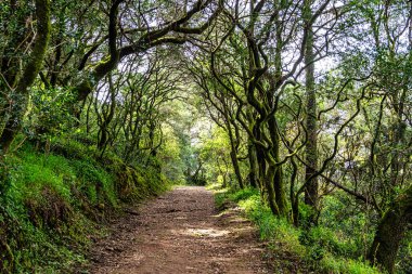 Bussaco 'daki antik meşe ormanı, Luso, Aveiro, Portekiz. Ağaçların arasında ormanda merdivenleri olan bir patika. Orman patikası.