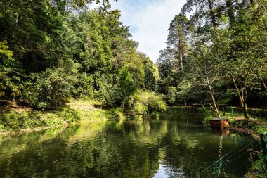 Big Lake, grande lago in ancient forest of Bussaco National Forest, in Luso, Aveiro in Portugal, Europe clipart