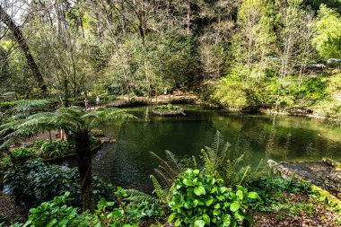 Little Lake, Lago Pequeno Bussaco Ulusal Ormanı 'nda, Luso' da, Aveiro Portekiz 'de, Avrupa' da