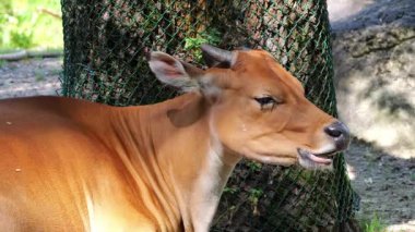 Banteng, Bos javanicus veya Red Bull. Vahşi bir sığır türüdür ama sığır ve bizondan farklı kilit özellikler vardır: hem erkek hem de dişilerde beyaz bir şerit..