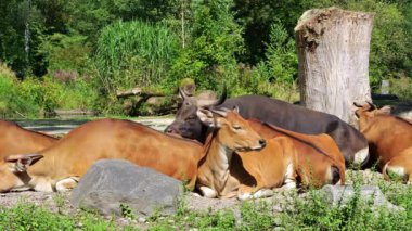 Banteng, Bos javanicus veya Red Bull. Vahşi bir sığır türüdür ama sığır ve bizondan farklı kilit özellikler vardır: hem erkek hem de dişilerde beyaz bir şerit..