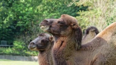 Bactrian develeri (Camelus bactrianus), Orta Asya 'nın bozkırlarına özgü büyük, tek ayak parmaklı bir bakteridir. Bactrian devesinin sırtında iki hörgücü vardır.