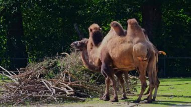 Bactrian develeri (Camelus bactrianus), Orta Asya 'nın bozkırlarına özgü büyük, tek ayak parmaklı bir bakteridir. Bactrian devesinin sırtında iki hörgücü vardır.
