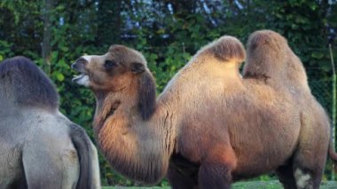 Bactrian develeri (Camelus bactrianus), Orta Asya 'nın bozkırlarına özgü büyük, tek ayak parmaklı bir bakteridir. Bactrian devesinin sırtında iki hörgücü vardır.