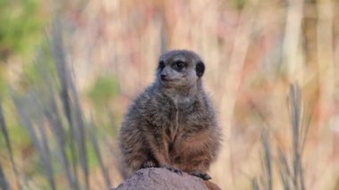Meerkat, Suricata suricatta bir taşın üzerinde oturuyor ve uzaklığa bakıyor.