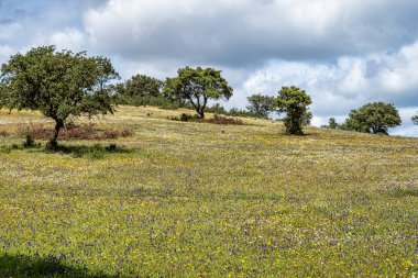 Mertola, Portekiz, Alentejo yakınlarındaki doğal do Vale do Guadiana 'da yabani çayırları, nehirleri ve şelaleleri olan güzel bir manzara.