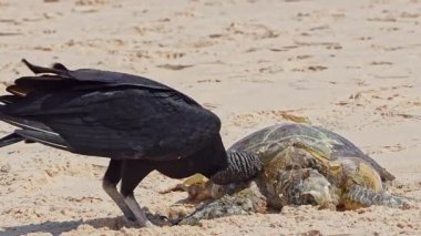 Brezilya 'nın Ceara kentindeki Aracati' de Canoa Quebrada plajında ölü kaplumbağa yiyen akbabalar..