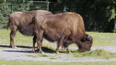 Bizon ya da bizon, bir zamanlar Kuzey Amerika 'da geniş sürüler halinde yaşayan bir bizon türüdür.. 