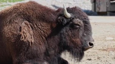 Bizon ya da bizon, bir zamanlar Kuzey Amerika 'da geniş sürüler halinde yaşayan bir bizon türüdür.. 