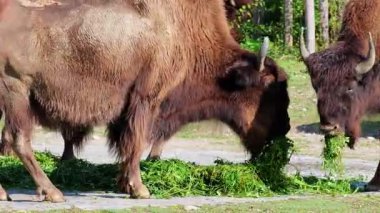 Bizon ya da bizon, bir zamanlar Kuzey Amerika 'da geniş sürüler halinde yaşayan bir bizon türüdür.. 