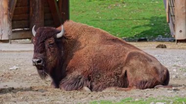 Bizon ya da bizon, bir zamanlar Kuzey Amerika 'da geniş sürüler halinde yaşayan bir bizon türüdür.. 