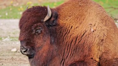 Bizon ya da bizon, bir zamanlar Kuzey Amerika 'da geniş sürüler halinde yaşayan bir bizon türüdür.. 