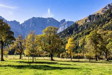 Autumn view of the maple trees at Ahornboden, Karwendel mountains, Tyrol, Austria clipart