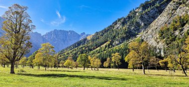Ahornboden 'daki akçaağaç ağaçlarının sonbahar manzarası, Karwendel dağları, Tyrol, Avusturya