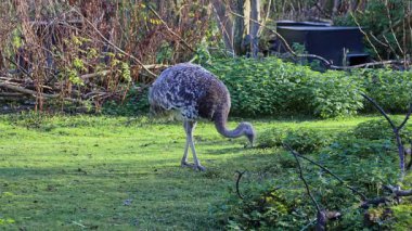 Darwin 'in Rhea' sı, Rhea pennata, daha az Rhea olarak da bilinir..