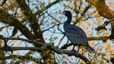 Kuzey yarımküre boyunca büyük siyah karabatak olarak bilinen büyük karabatak, Avustralya 'daki siyah karabatak ve Yeni Zelanda' nın daha güneyindeki siyah karabatak