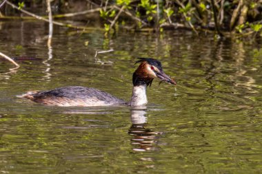 Great Crested Grebe, Podiceps kristali bir balık yakaladı. Güzel turuncu renkli bir kuş, kırmızı gözlü bir su kuşu. Eski Dünya 'da bulunan en büyük aile üyesidir..