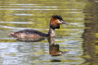 Great Crested Grebe, Podiceps kristali turuncu güzel renklerle, kırmızı gözlü bir su kuşu. Eski Dünya 'da bulunan en büyük aile üyesidir..