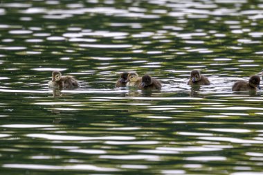 Yalnız vahşi ördek Kleinhesseloher Gölü 'nde İngiliz Bahçesi, Münih, Almanya.