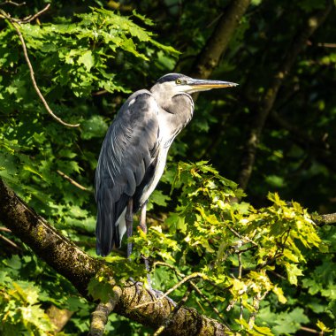 Gri balıkçıl, Ardea cinerea, büyük gri bir kuş ağaçta bir dalda oturuyor ve etrafa bakıyor, tüylü tüyler, büyük gagalı, başının arkasında uzun tüyler, vahşi doğadan bir sahne.