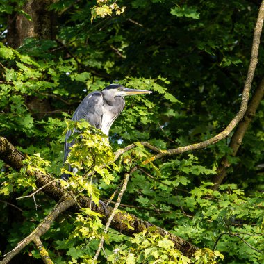 Gri balıkçıl, Ardea cinerea, büyük gri bir kuş ağaçta bir dalda oturuyor ve etrafa bakıyor, tüylü tüyler, büyük gagalı, başının arkasında uzun tüyler, vahşi doğadan bir sahne.