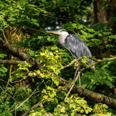 Gri balıkçıl, Ardea cinerea, büyük gri bir kuş ağaçta bir dalda oturuyor ve etrafa bakıyor, tüylü tüyler, büyük gagalı, başının arkasında uzun tüyler, vahşi doğadan bir sahne.