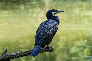 Kuzey yarımküre boyunca büyük siyah karabatak olarak bilinen büyük karabatak, Avustralya 'daki siyah karabatak ve Yeni Zelanda' nın daha güneyindeki siyah karabatak