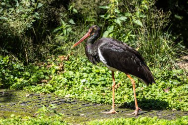 Kara leylek, Ciconia nigra leylek familyasından büyük bir kuş türü..